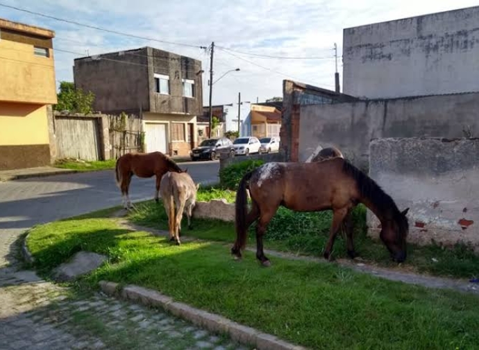 Ação de apreensão de animais de grande porte soltos em vias públicas urbanas do município de Mata Verde